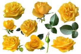 yellow rose stock photos images and