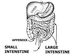 large intestine definition anatomy