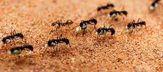 Massachusetts Ant Control: Get Rid of Ants in MA