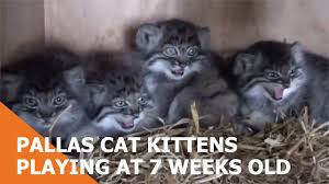 They're not as cuddly as they look, they're wild and will not let you tame them no matter what. Pallas Cat Kittens Playing At 7 Weeks Old Youtube