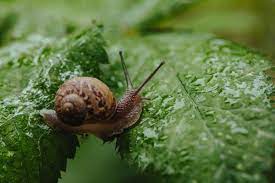 get rid of slugs and snails