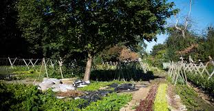 Growing Food City Of Vancouver