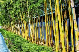 how to remove bamboo from your yard