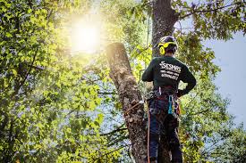 Defects in trees may require tree removal. Tree Service Buford Tree Removal Trimming In Buford Ga Sesmas Tree Service