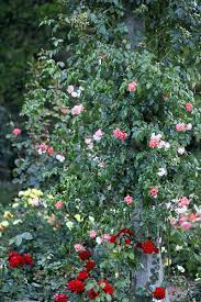 how to grow and care for roses