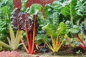 Fruits And Vegetables That Grow In The