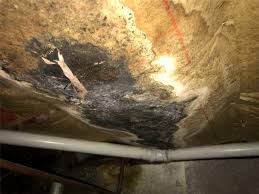 Want To Stop Mold Growth And Its