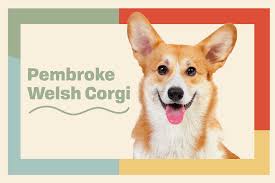 pembroke welsh corgi dog breed