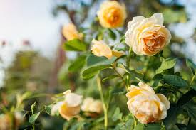 how to plant a rose bush for beginners