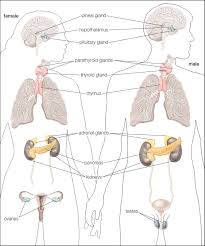 Endocrine System Anatomy Britannica