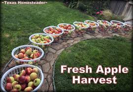Preserve Fresh Apples