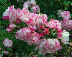 i love flower carpet pink splash rose