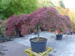 Japanese Maples Beautiful Trees For