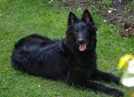 belgian shepherd dog breed information