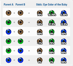 Can You Predict Your Childrens Eye Colour Blue Brown