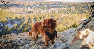 top dog parks visit colorado springs