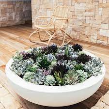 create succulent bowls
