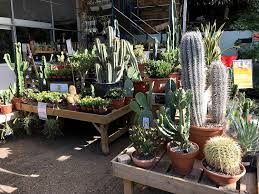 Best Garden Centres And Plant S In