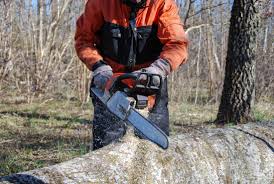 Open your browser and search for tree services near me you will see different options companies there providing tree services. Tree Service Tree Care Services Near Me Greenville Nc