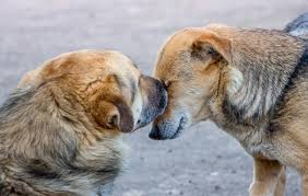 Due cani vicini. manifestazione di amore e compassione tra gli animali |  Foto Premium