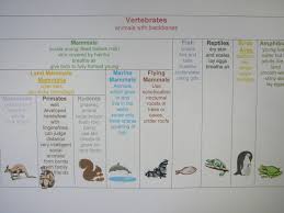 Animal Classification Chart And Cards Practical Pages