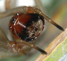 Die spinne hat einen auffälligen kiefer. Giftspinnen Wikipedia