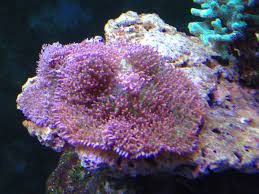 is this a carpet anenome or a type of