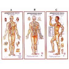 Acupuncture Products 1 Acupuncture Body Charts Wholesale