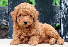 Also referred to as the bichpoo, this. How Much Does A Bichon Poodle Cost Average Cost Table