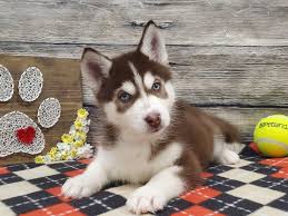 Sky siberians is proud to offer the finest quality siberian husky puppies and dogs for pet or show homes. Siberian Husky Dog Female Red White 2624780 Petland Strongsville