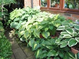 hanging hostas of hshire grows on you