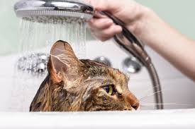 Bathing your cat can be a challenge especially if it's the first time. Should I Bathe My Cat How To Bathe A Cat Petplan