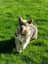 I am currently 4 months old. Swedish Vallhund Puppy Sully Aww