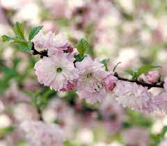 It is considered a noxious weed throughout the province. Flowering Almond Better Homes Gardens
