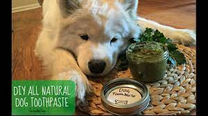 diy all natural dog toothpaste you