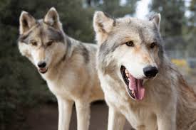 court to defend wolves and wolfdogs