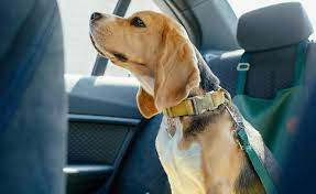 Top 10 Best Dog Seat Belts 2022