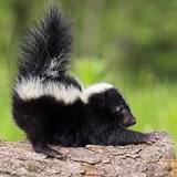 How long does skunk smell linger?