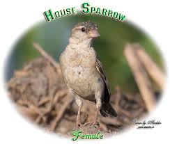 Bird Watching Thailand House Sparrow