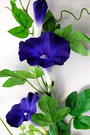 In the following article, we show you the we give you a list of the most beautiful and aromatic night blooming flowers that you must catch a it is a scented flower which opens as night falls and then closes forever with the first rays of the. 92 Morning Glories In Bloom Ideas Morning Glory Blue Morning Glory Bloom