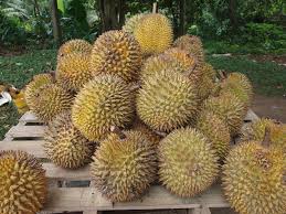 why does the durian fruit smell so