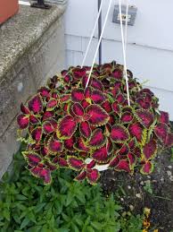 hanging basket plants flowers for shade
