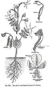 Description Of A Pea Plant With Diagram