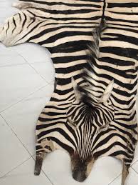 zebra hide rug or wall hanging