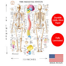Check out pictures and diagram related to bones, organs, senses, muscles and much more. Science Education Simply Better Gear Muscular Skeletal System Anatomical Poster Set Laminated 2 Chart Set Human Skeleton Muscle Anatomy 13x19 Industrial Scientific Samel Com Br