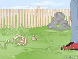 How To Trap A Snake 14 Steps With