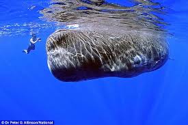 Paus orca vs hiu putih jaws unleashed ps2 indonesia part2. Sperm Whale Paus Sperma Infobinatanglaut