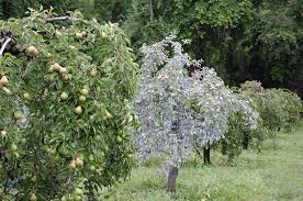 How to spray apple trees for insects naturally. Kaolin Clay Sprays For Fruit Trees Philadelphia Orchard Project