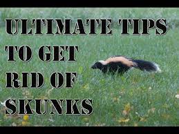 learn how to get rid of skunks fast