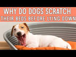 why do dogs scratch their beds before